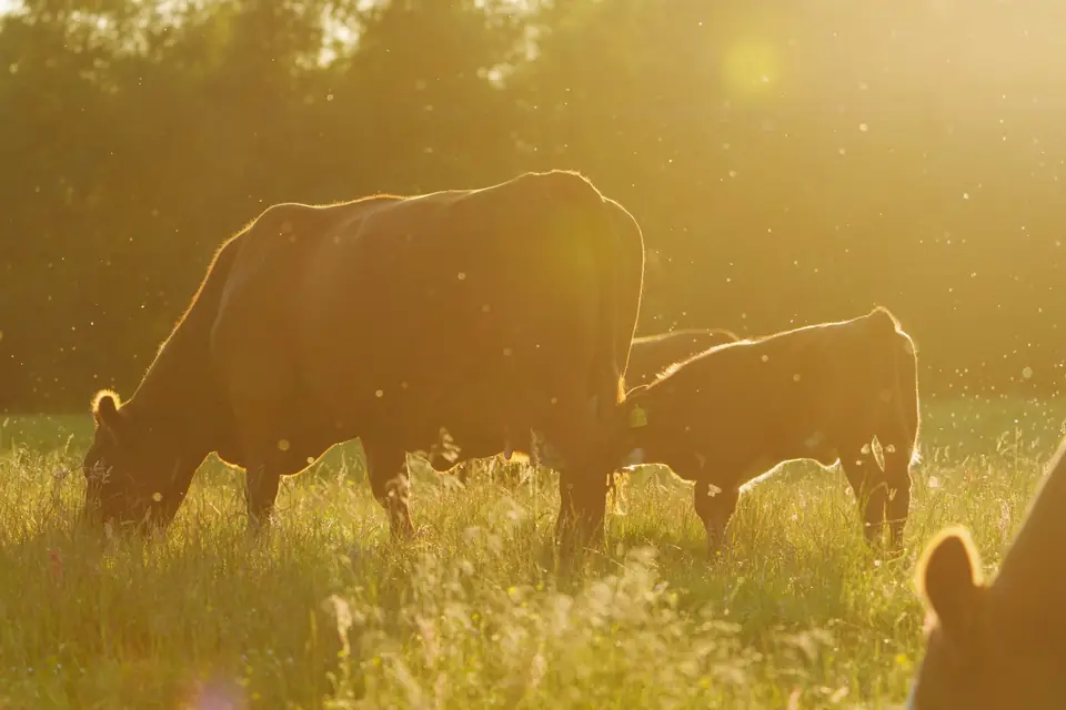 Cattle grazing in tall grass at golden hour